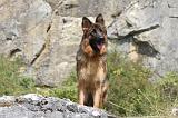 BERGER ALLEMAND 088